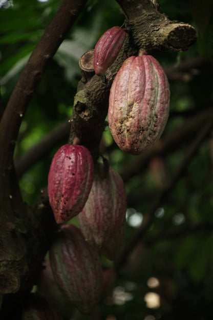 Organic Cocoa Dates 200g